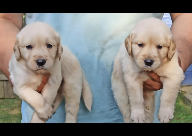 Baby face Golden Retriever